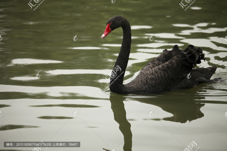 黑天鹅,游泳的天鹅