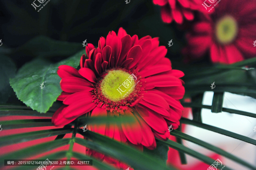 红花大图,菊花,特写