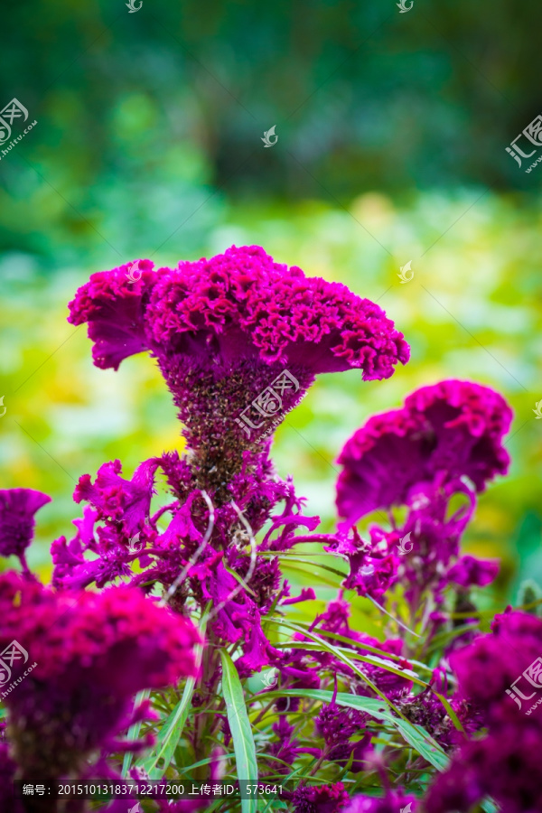 鸡公花