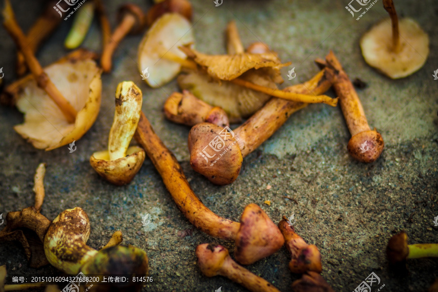 燕山野生肉蘑