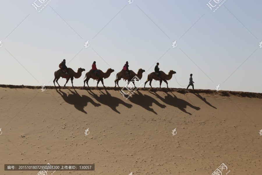 骆驼队