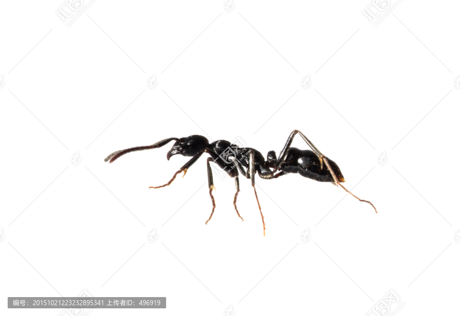 黑蚂蚁
