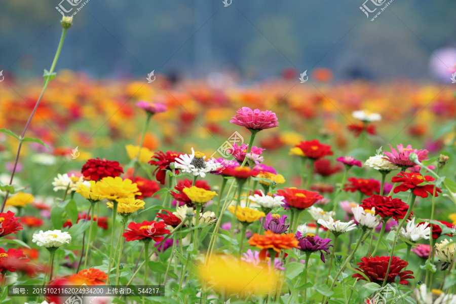花丛