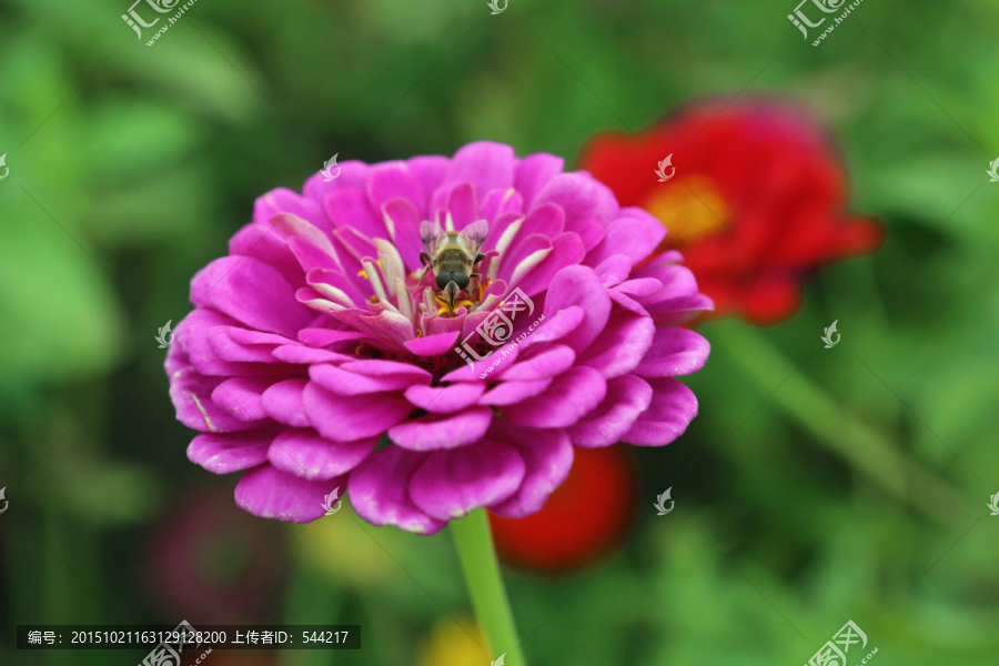 蜜蜂采蜜