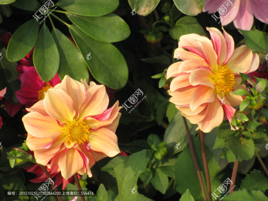 小丽花