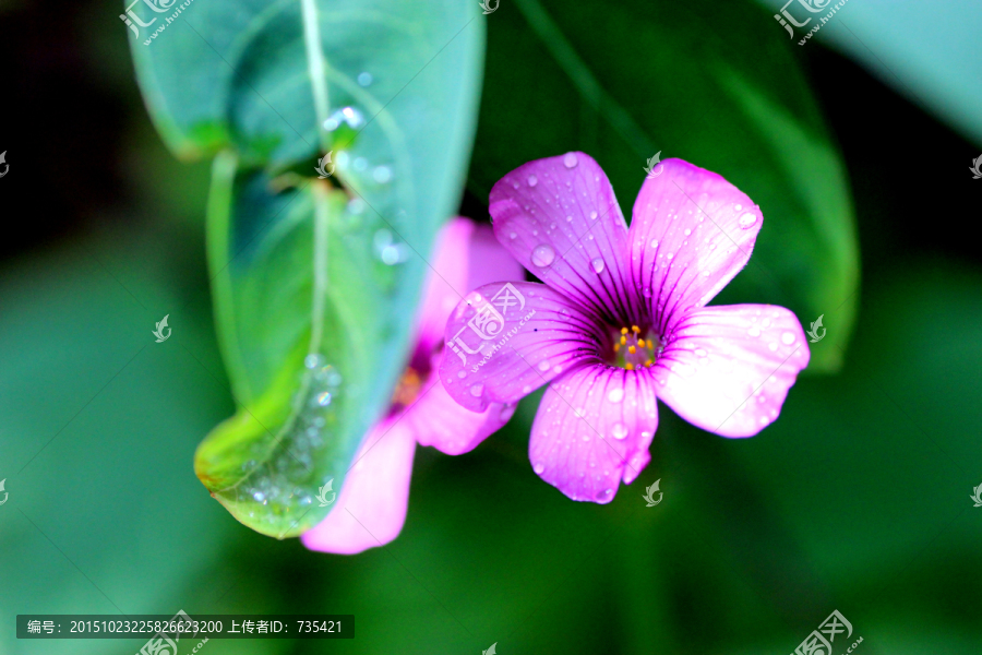 红花酢浆草