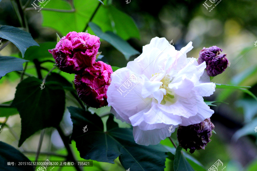 木芙蓉