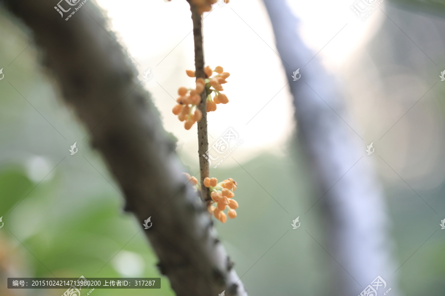 桂花树