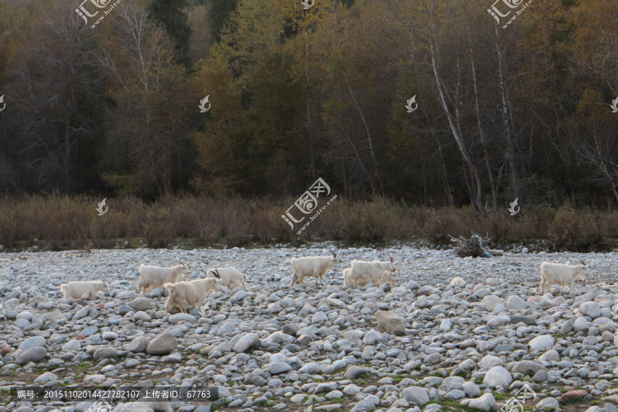 河滩白山羊群
