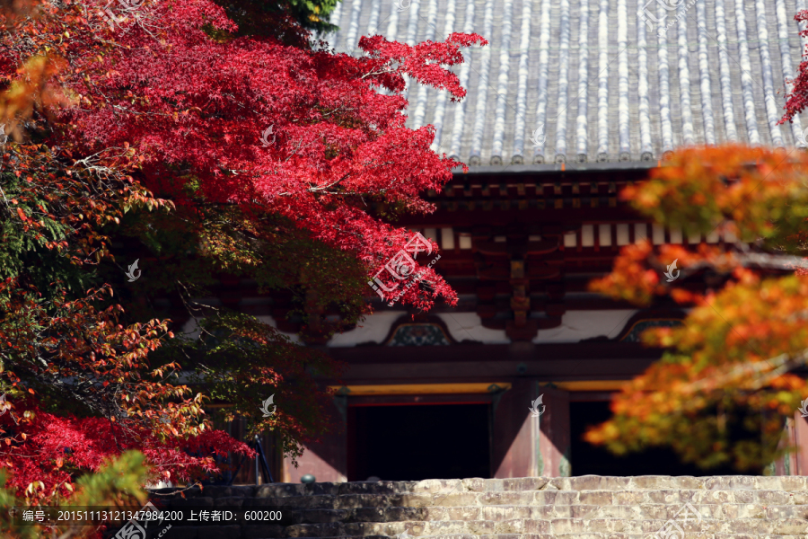京都神护寺大殿前的枫叶