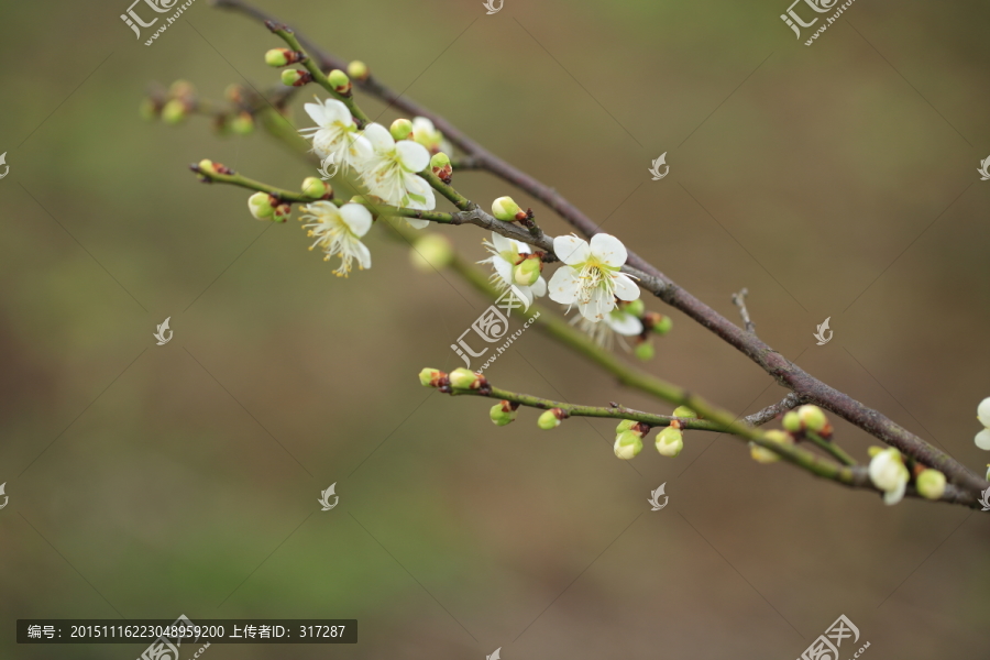 梅花