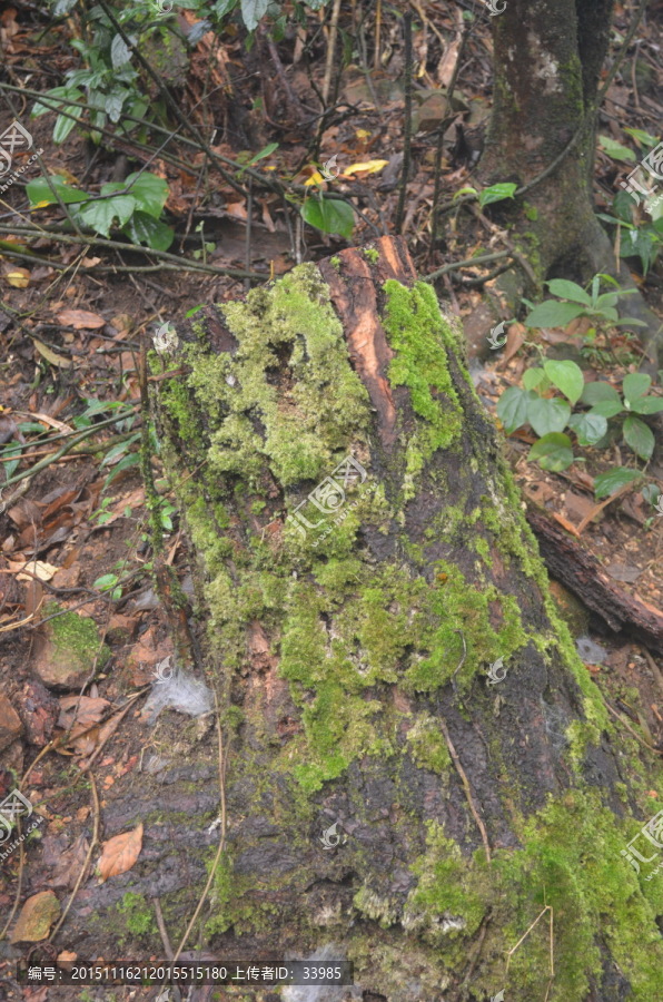 长苔藓的树桩