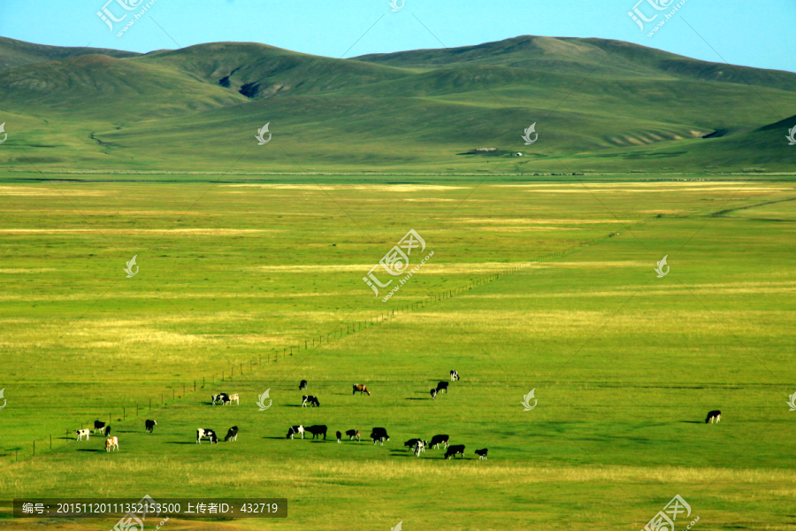秋季草原牧场牛群