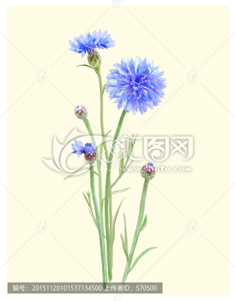 蓝花,大丽菊
