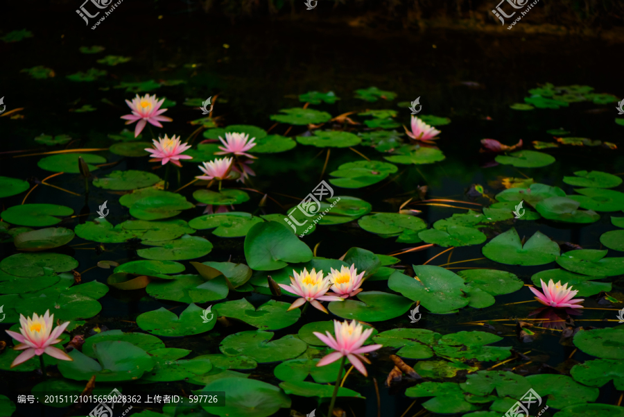 莲花池
