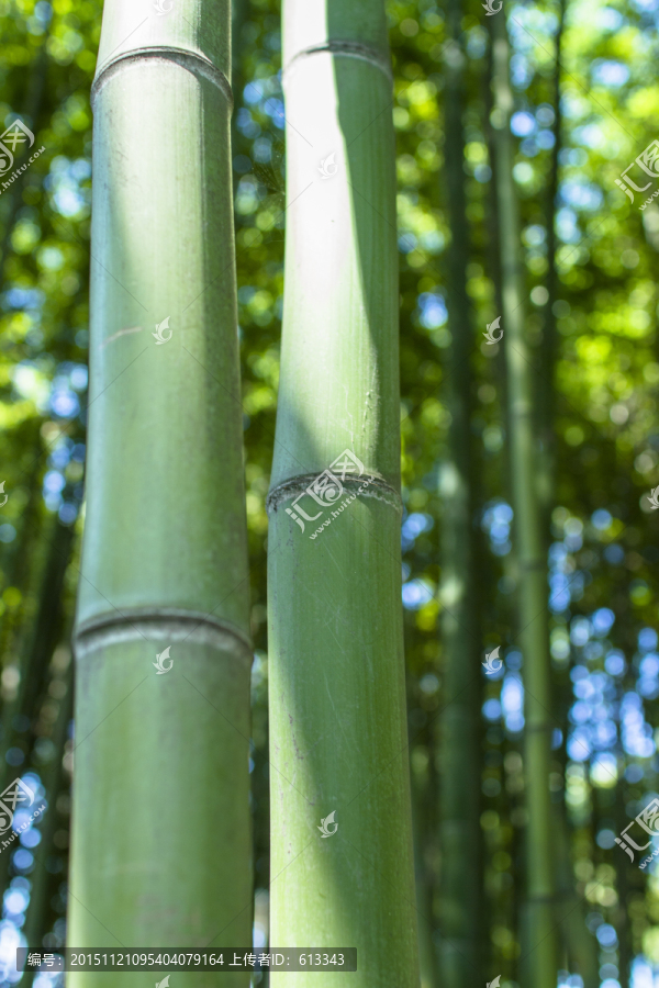 醉白池的翠竹