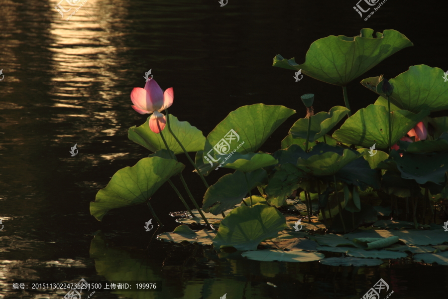 荷花