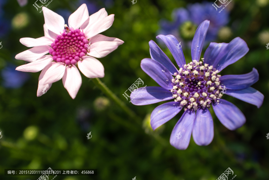 两朵花,菊花