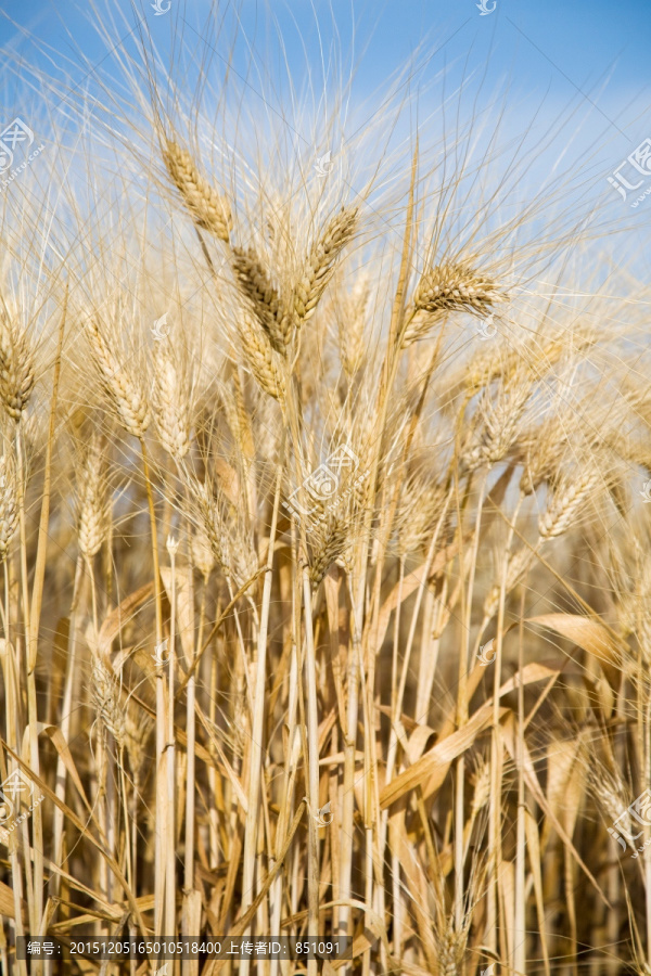 小麦近距离