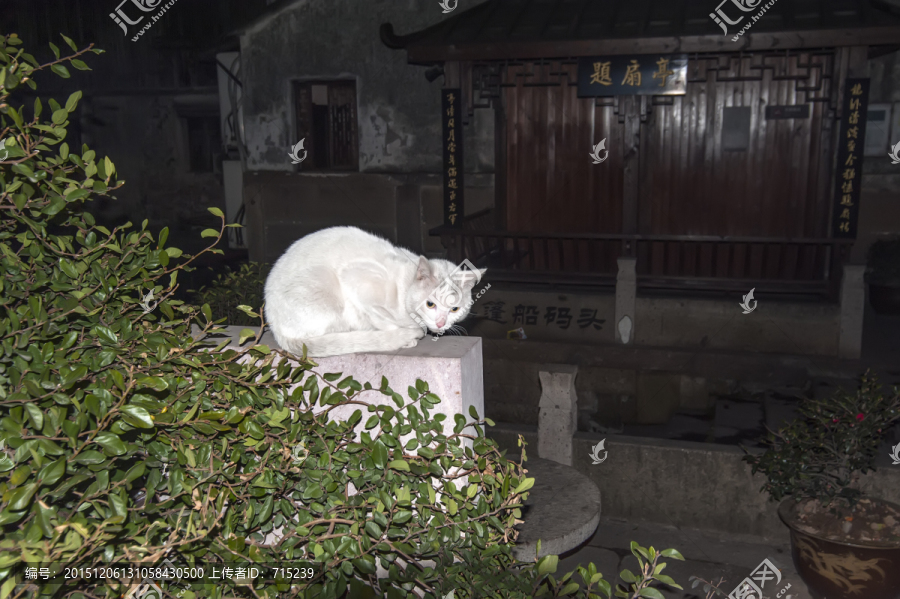 桥墩上的白猫