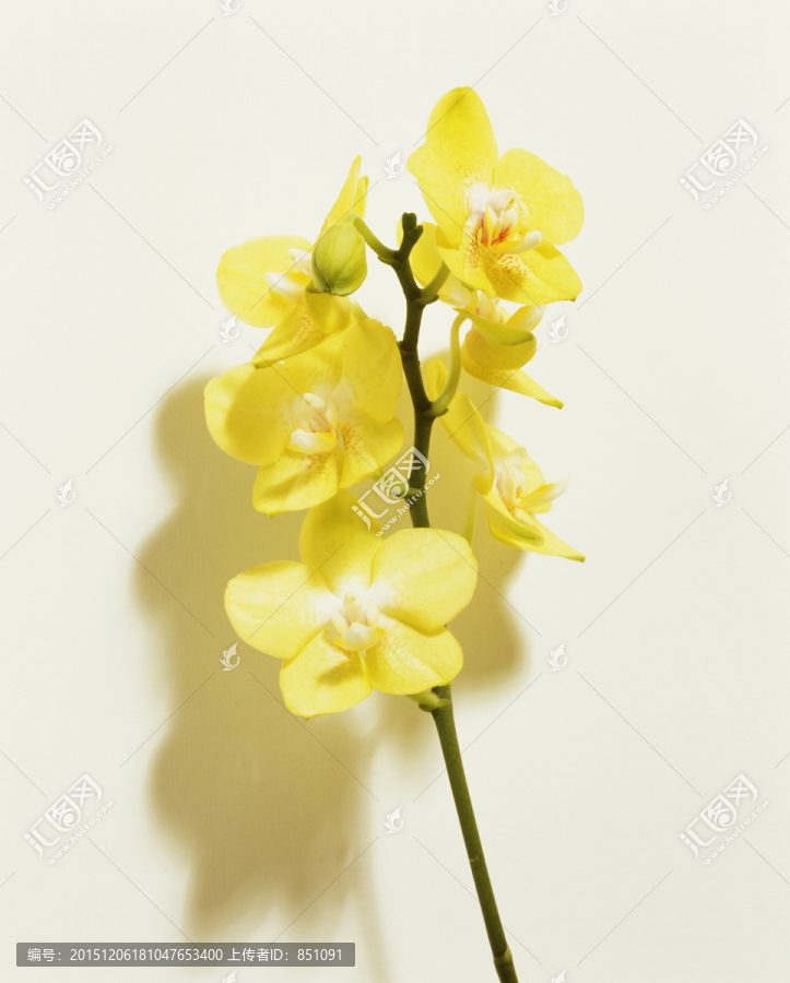 黄色蝴蝶兰