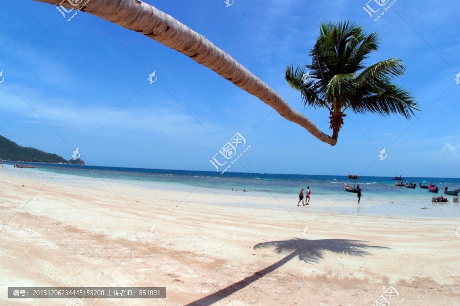 一棵棕榈树,龟岛
