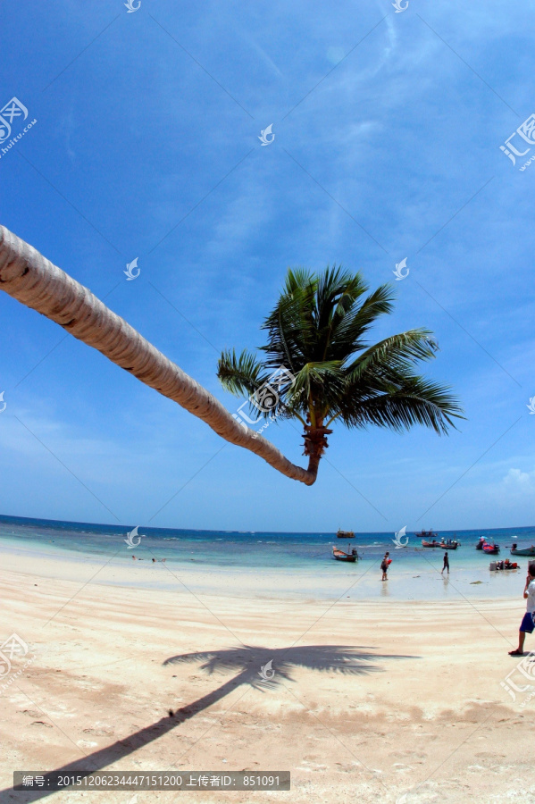 一棵棕榈树,龟岛