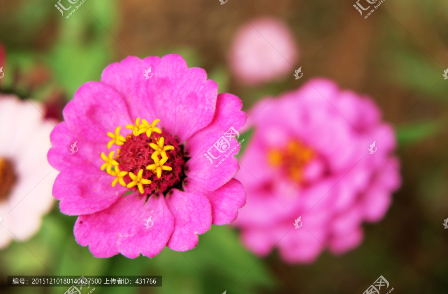 菊花,粉红百日菊
