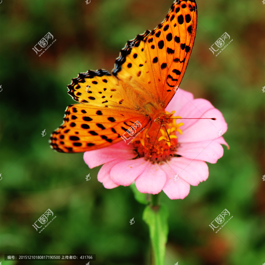 蝴蝶,采花,百日菊