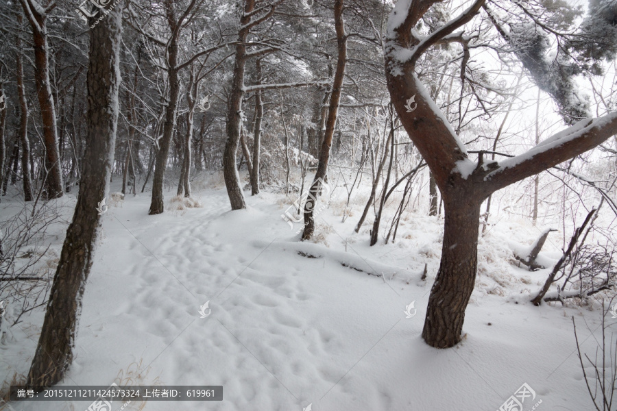 松林,雪路,雪景