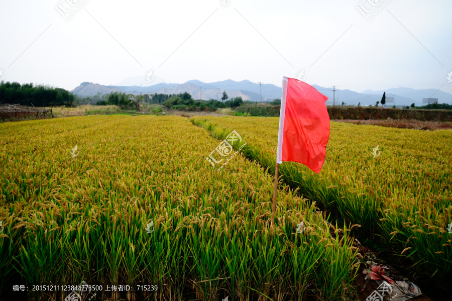 插着红旗的将熟稻田