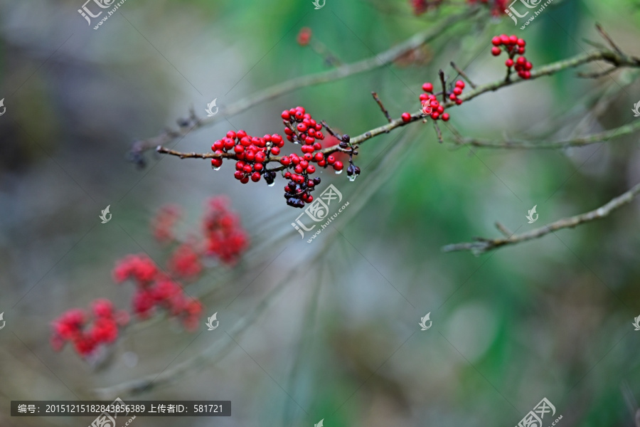 春花秋月