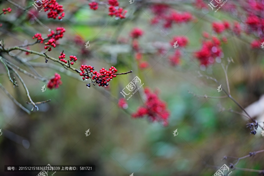 红花秋水