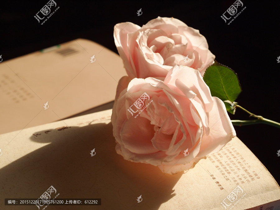 玫瑰花