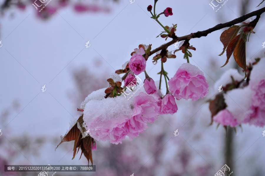 雪打花