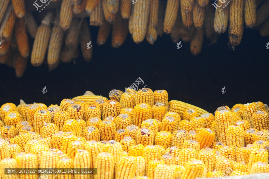 玉米丰收