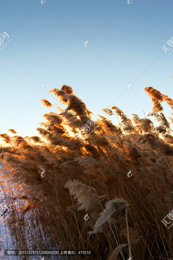 湿地,冬天,白雪,芦苇