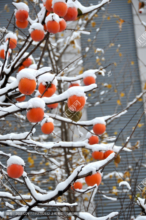 丰收,柿子与雪