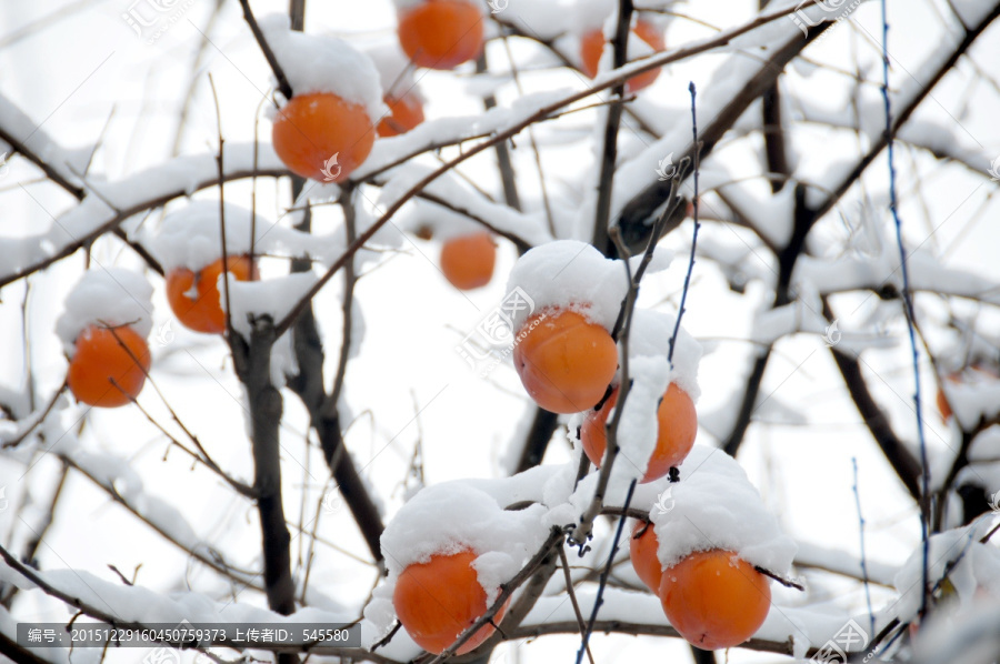 平安是福,雪与柿子