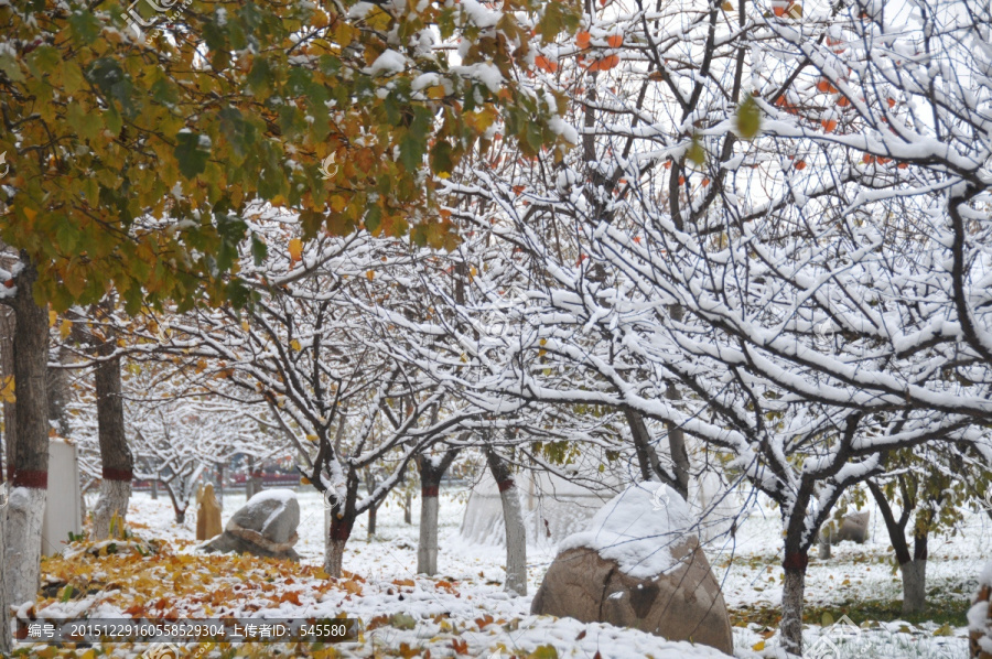 雪与花园