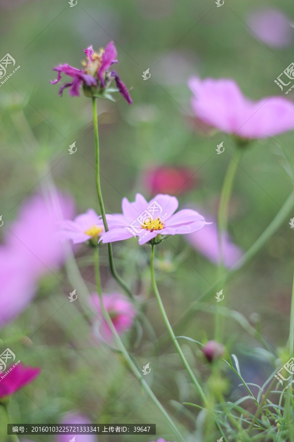 格桑花