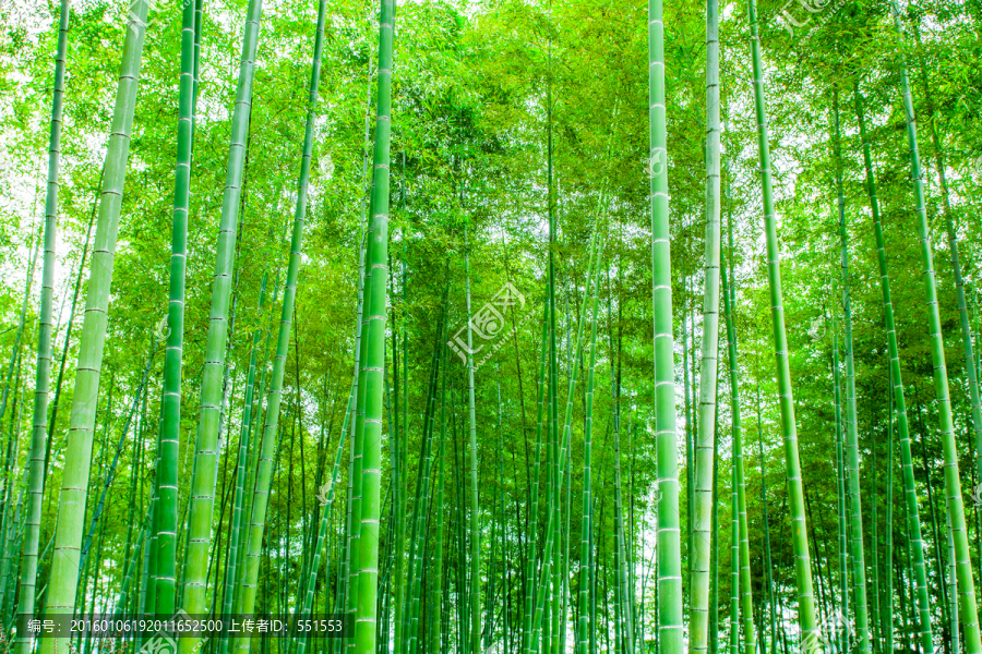 竹林