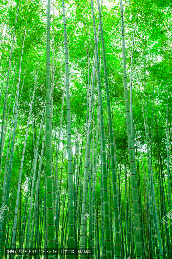 竹林