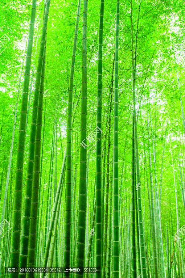 竹林