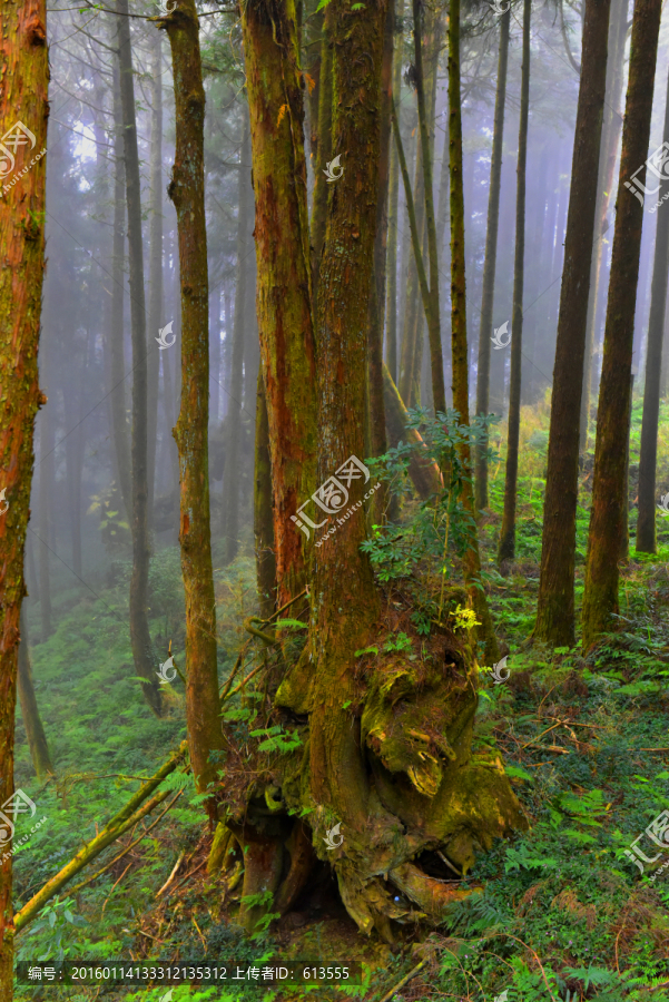 台湾阿里山风光,桧木