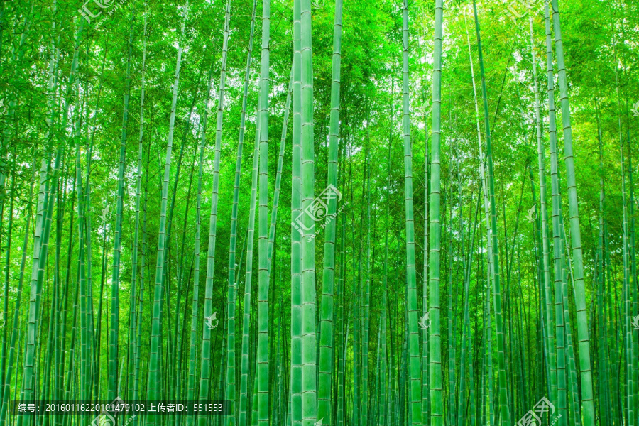 竹林