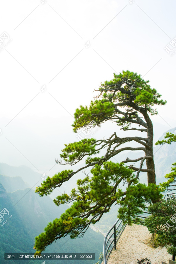 南山不老松