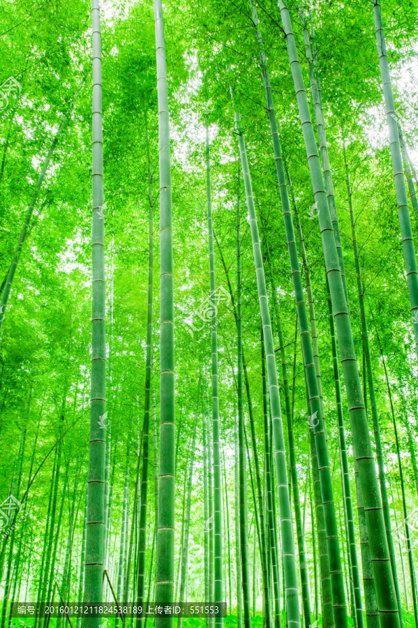 竹