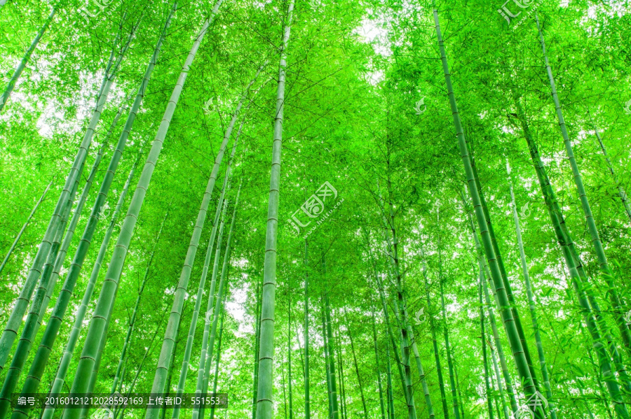 竹