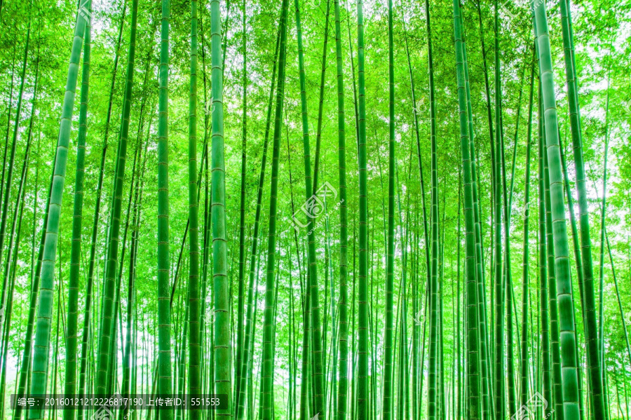 竹